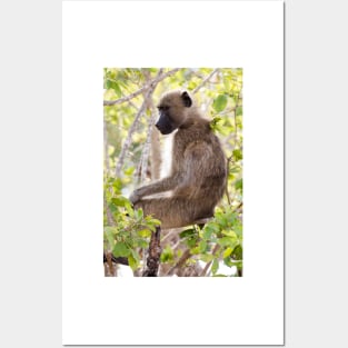 Chacma Baboon - Kruger National Park, South Africa Posters and Art